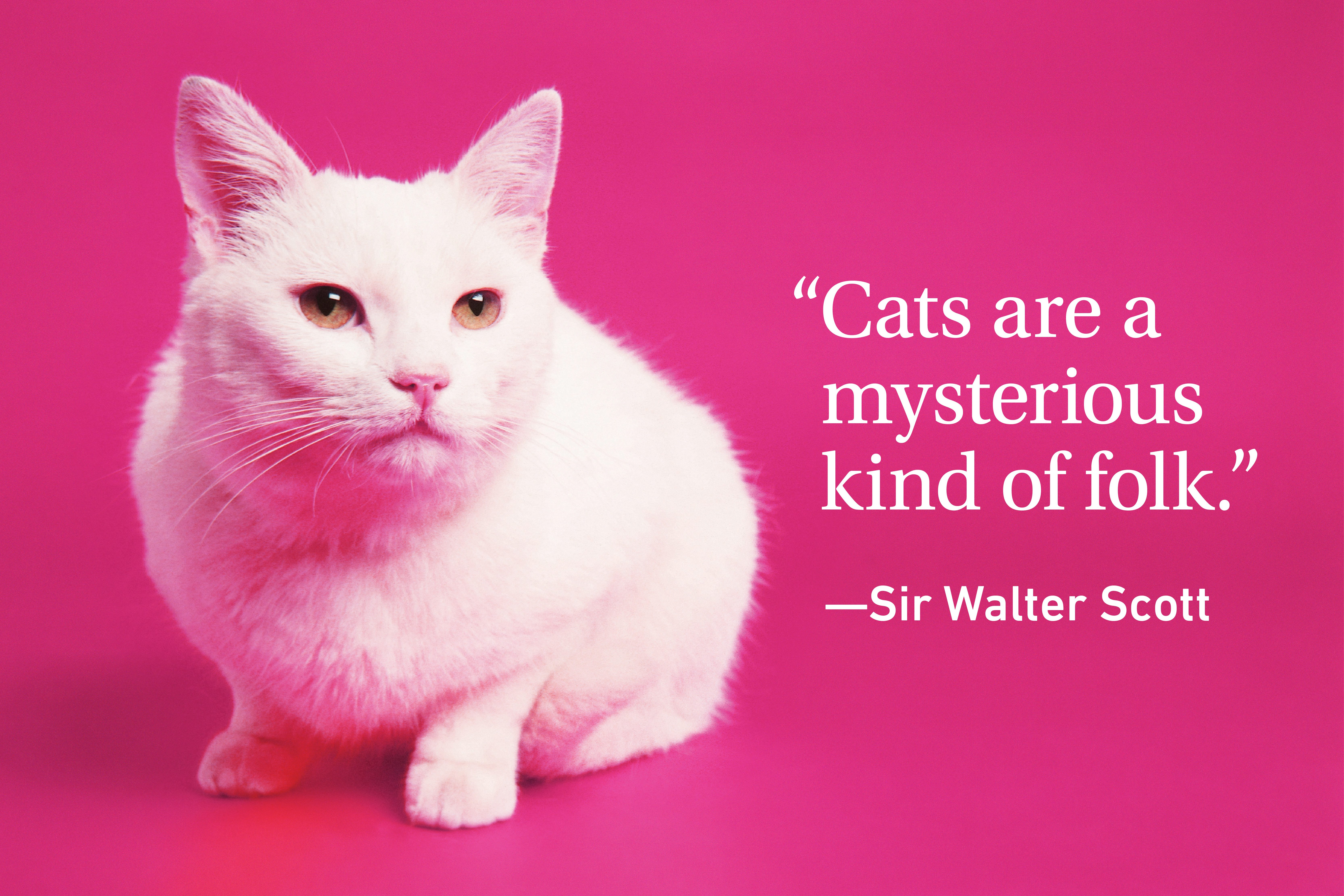 Cat on magenta background with a cat quote