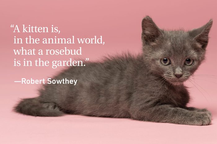 Kitten quote on pink background with a kitten laying down