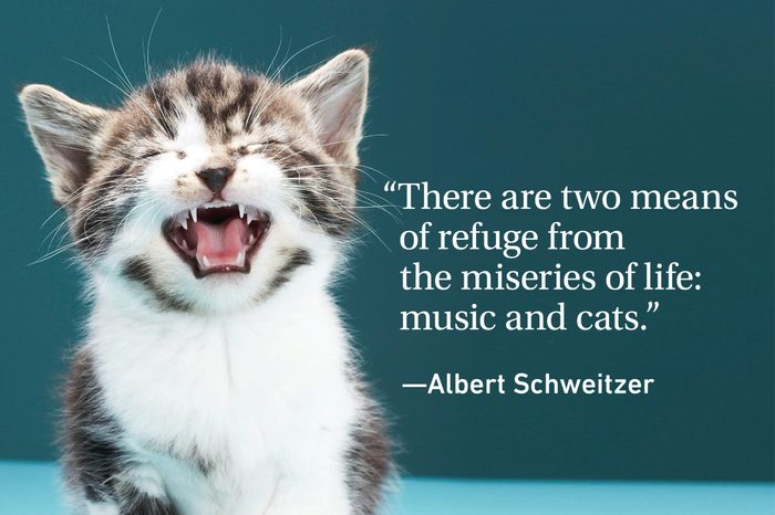 Funny cat on green background with a quote