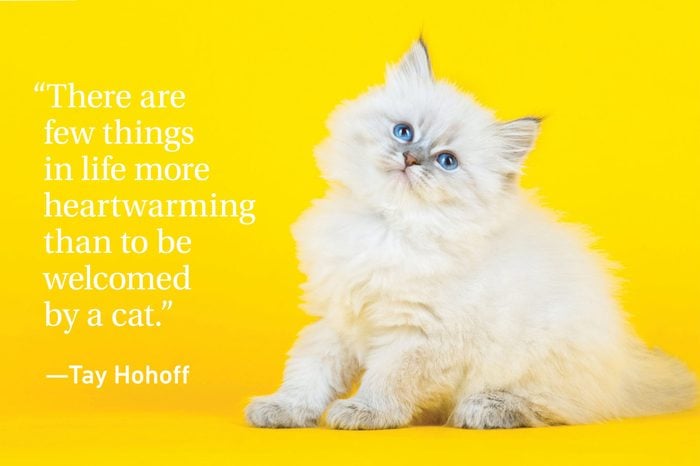 Kitten admiring on a yellow background with a quote