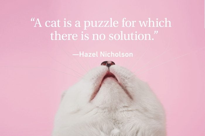 Cat face on pink background with a quote above