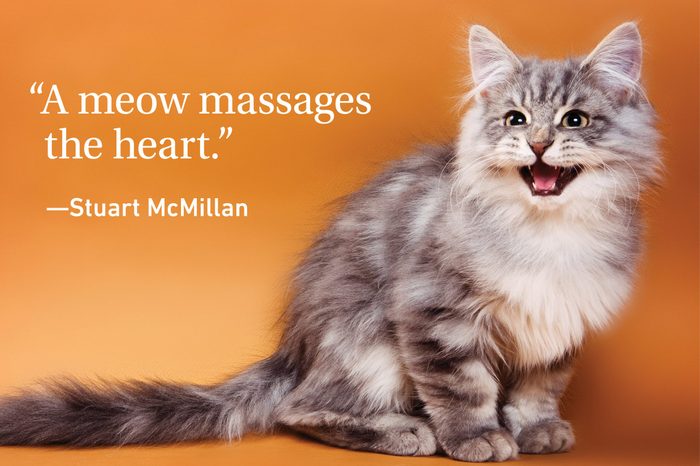 Kitten meowing on an orange background with a quote