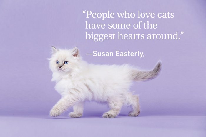 Kitten on purple background with a quote