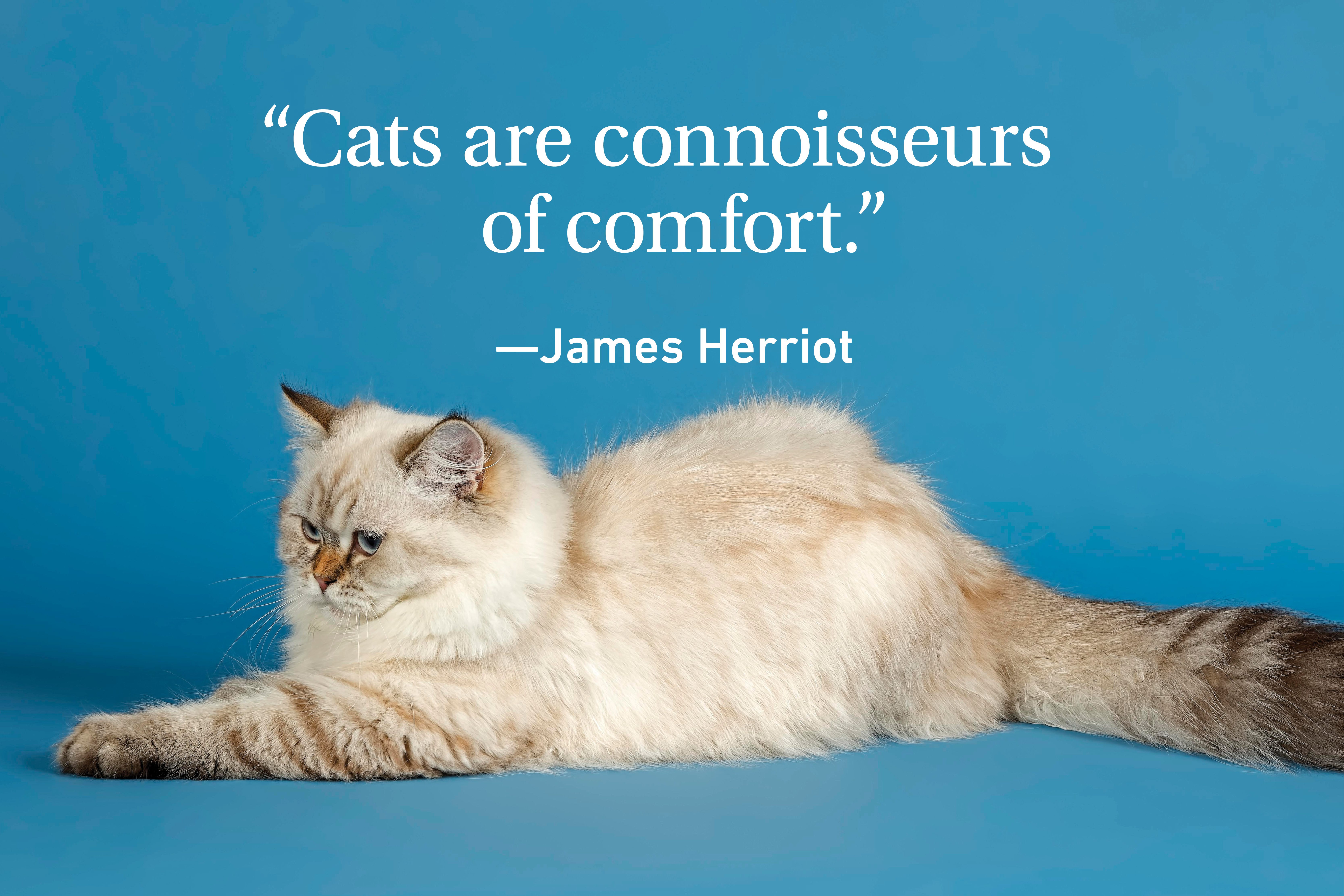 Cat laying down on teal background with a quote above about cats