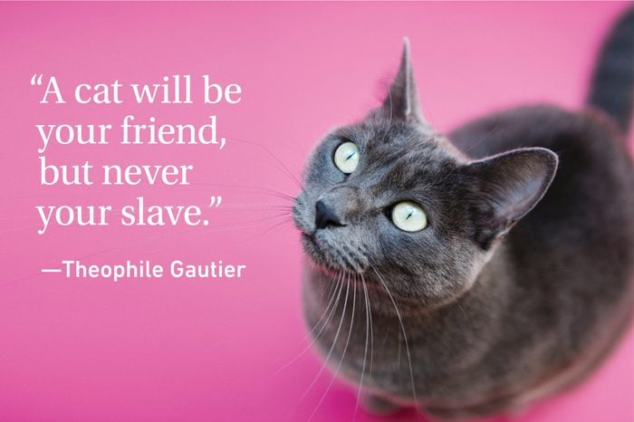 Cat quote on pink background with a grey cat
