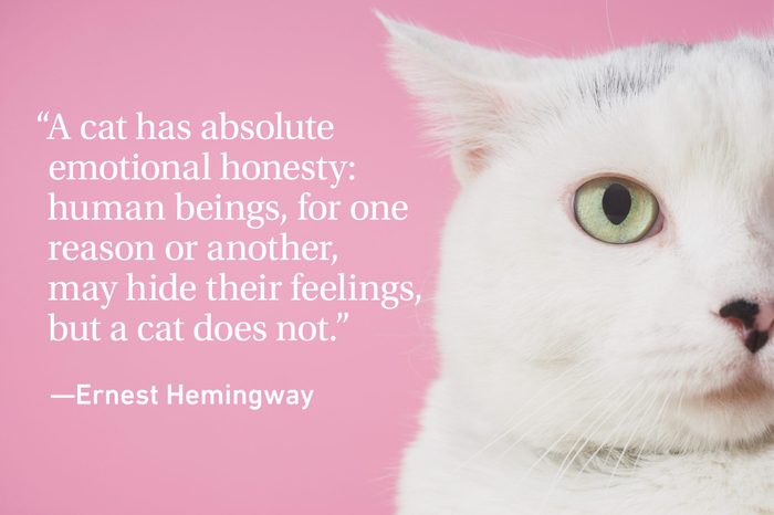 White cat face on pink background with a quote on cats