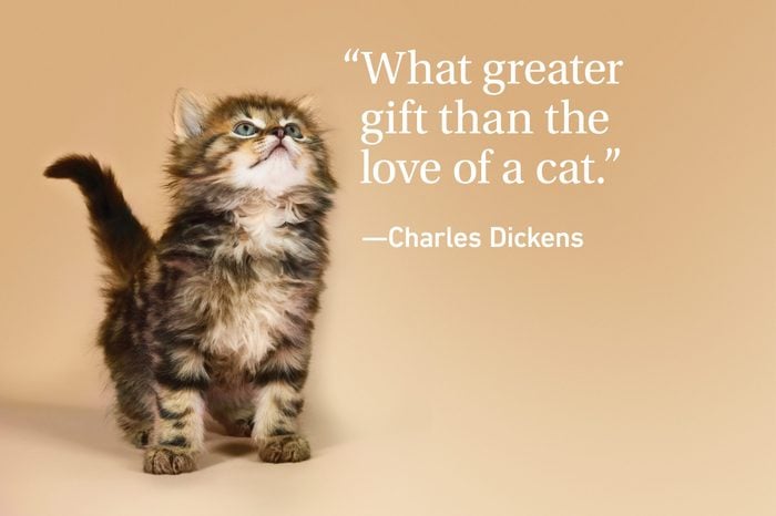 Kitten on orange background with a quote