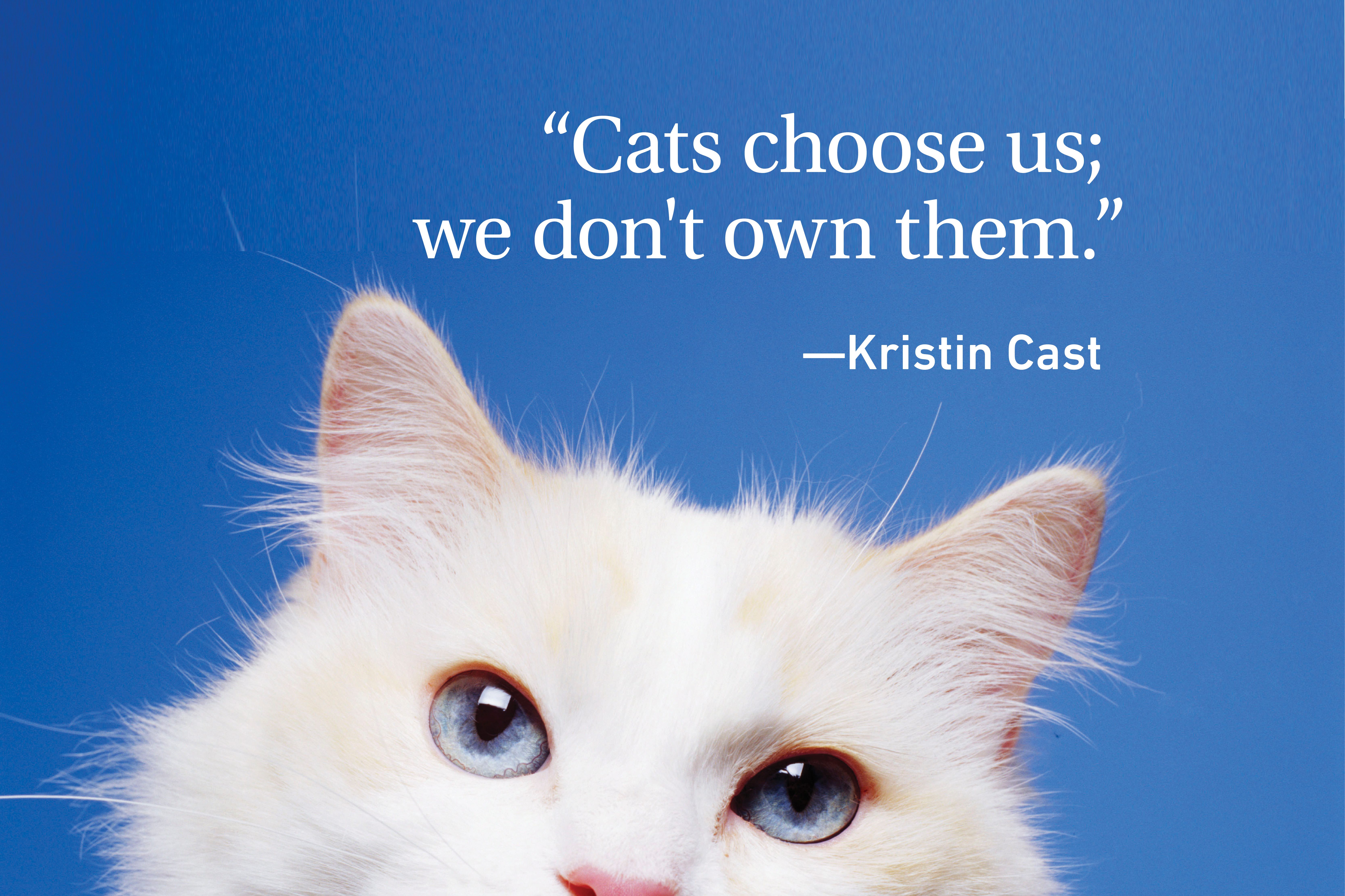 White cat on blue background with quote on cats