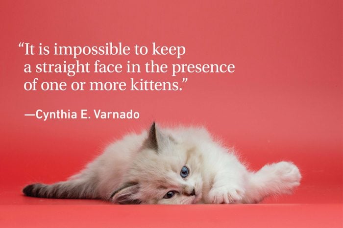 Kitten on a red background with a cat quote