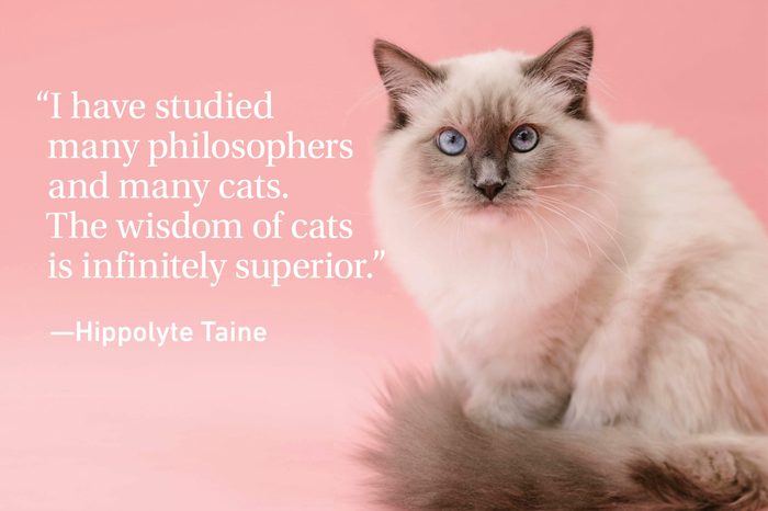 Cat quote on pink background with a cat