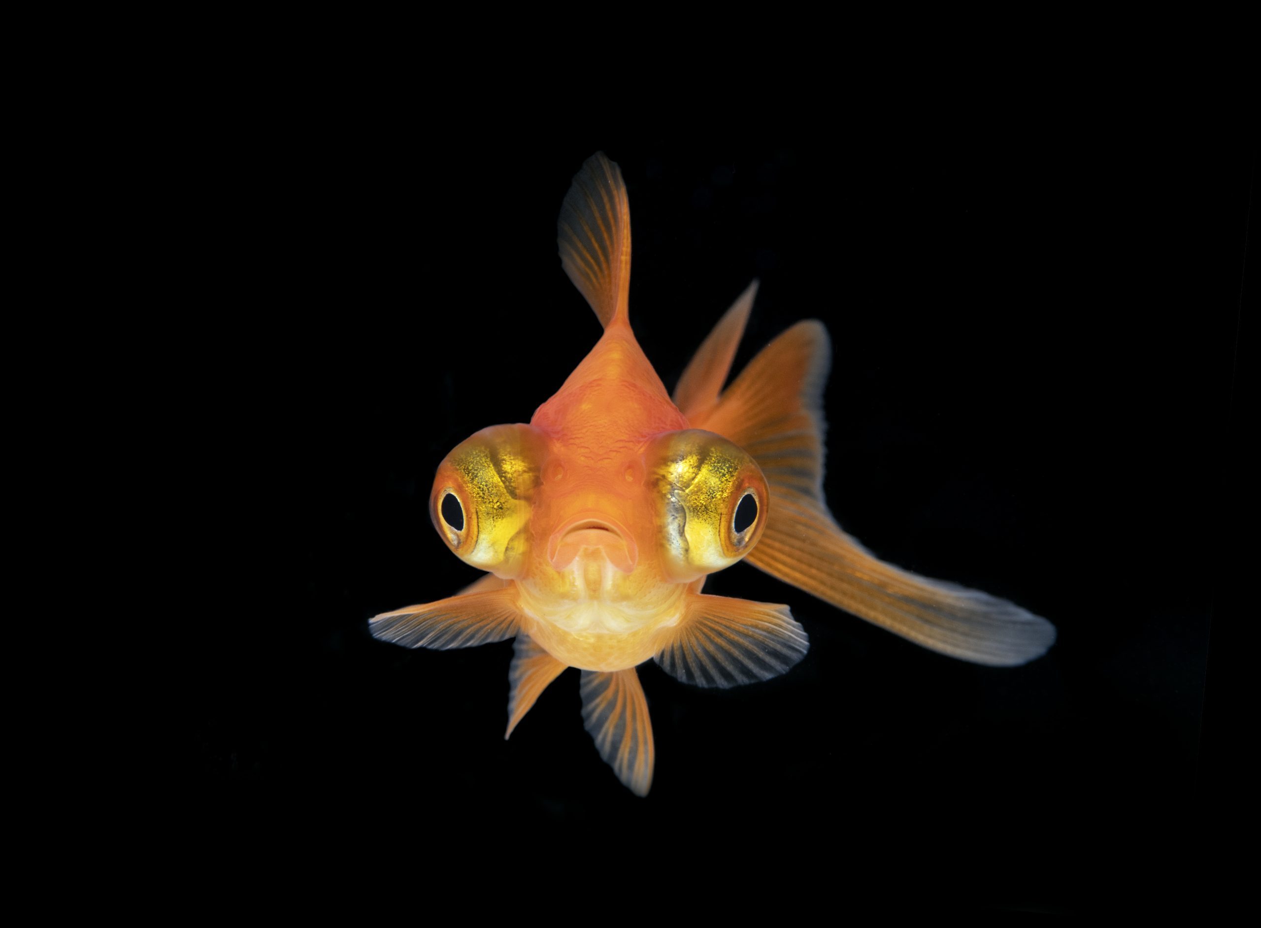 Front on Goldfish with black background
