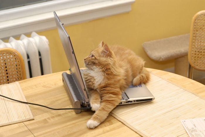 Cat sitting on open laptop computer