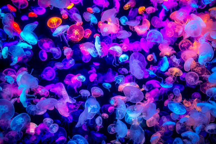 many colorful jellyfish on the dark sea