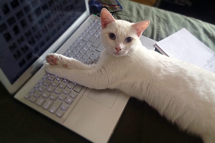 Cat sitting on laptop