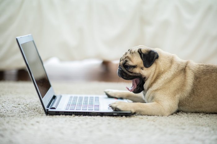 Cute dog Pug breed lying and yawning on ground looking on computer laptop screen working and typing with computer laptop feeling so lazy and want to sleep,Dog and Business Concept