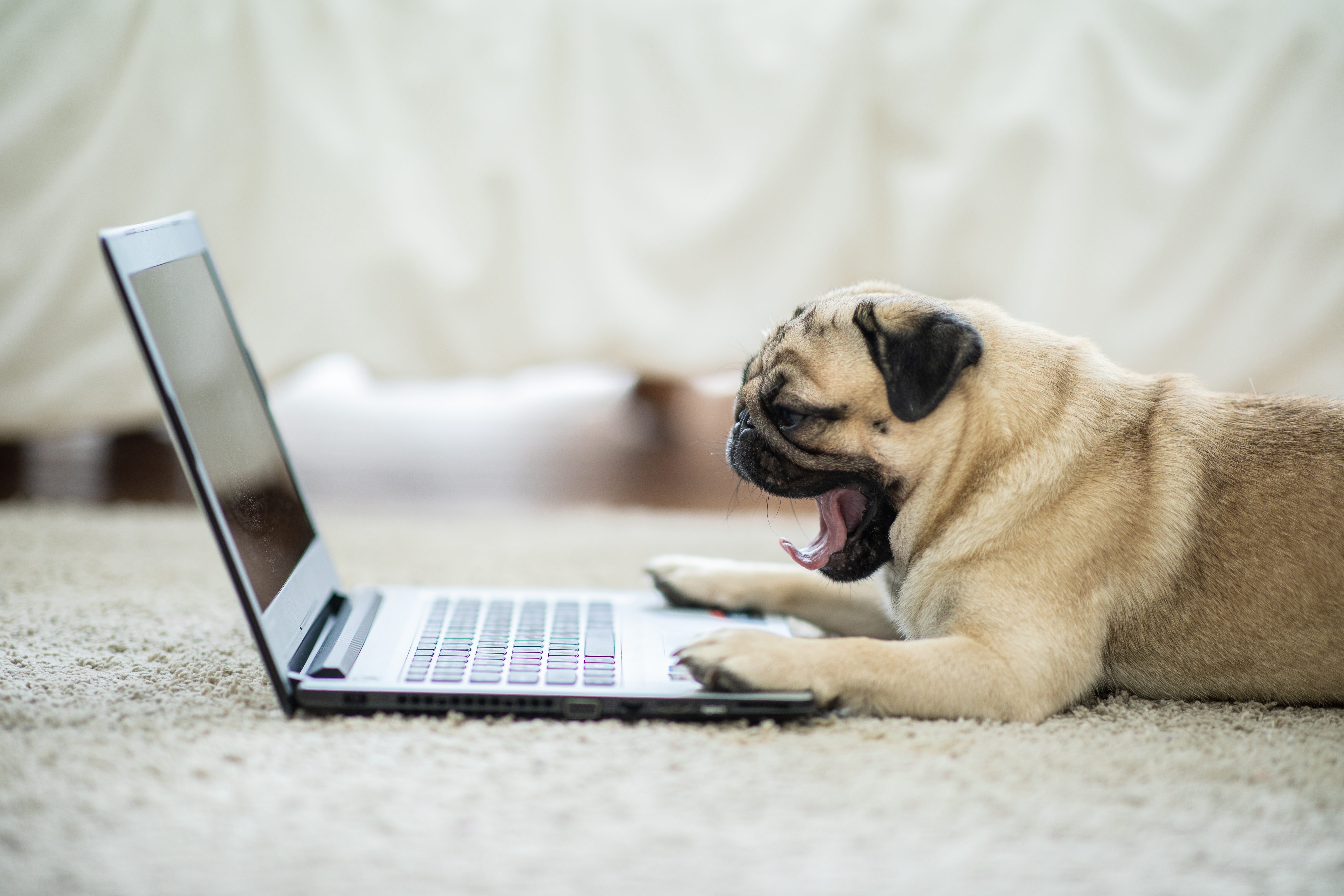 귀여운 강아지 퍼그 품종 거짓말과 컴퓨터 노트북 화면을보고 바닥에 하품 하 고 컴퓨터 노트북 느낌 너무 게으른 느낌과 자 고 싶어, 개 및 비즈니스 개념