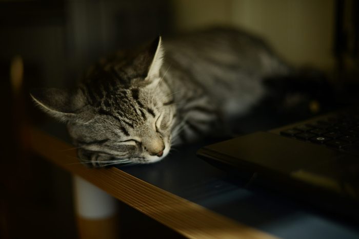 a cat sleeping on a desk by a laptop