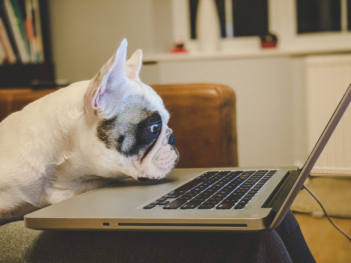 French Bulldog looking at laptop