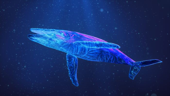 Luminous blue whale diving in calm, blue ocean