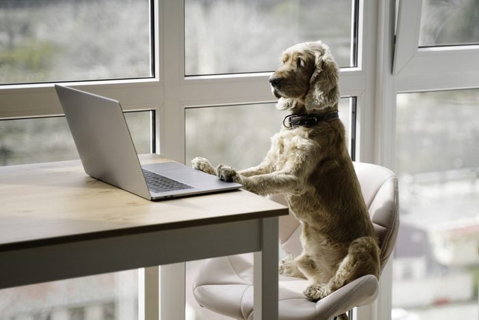 Dog working with laptop