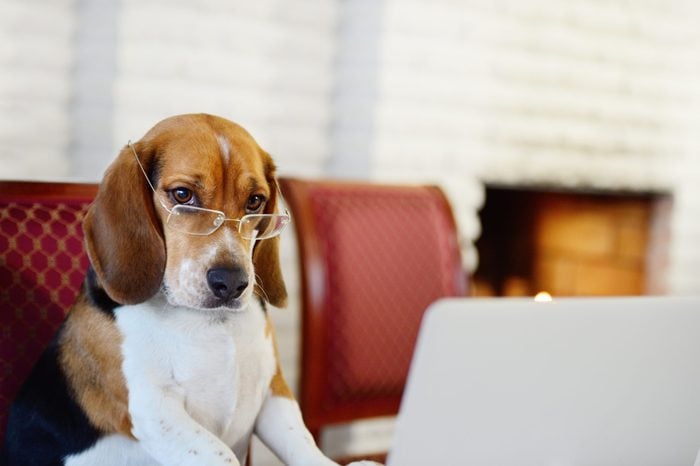 Dog working comfortably from home