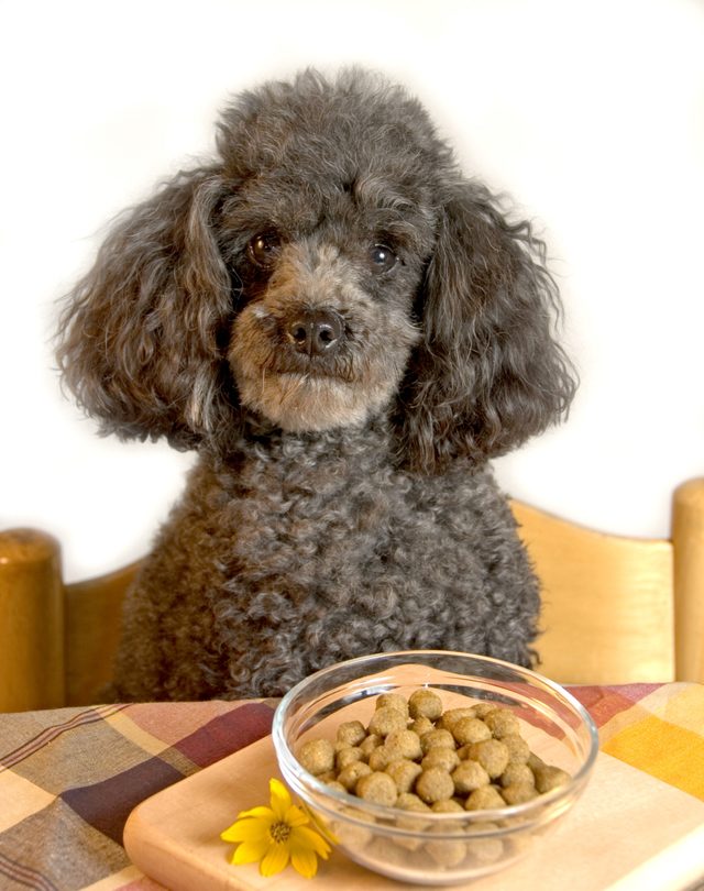 Miniature poodle at the dinner table.