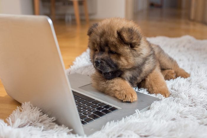 Curious puppy lying on the floor and looking at laptop.