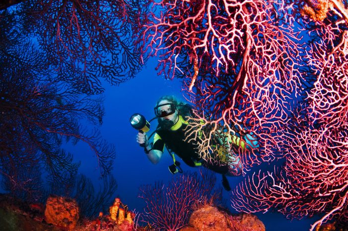 A diver explores sea fans growing on Lesleen M freighter wreck off Castries, St. Lucia.