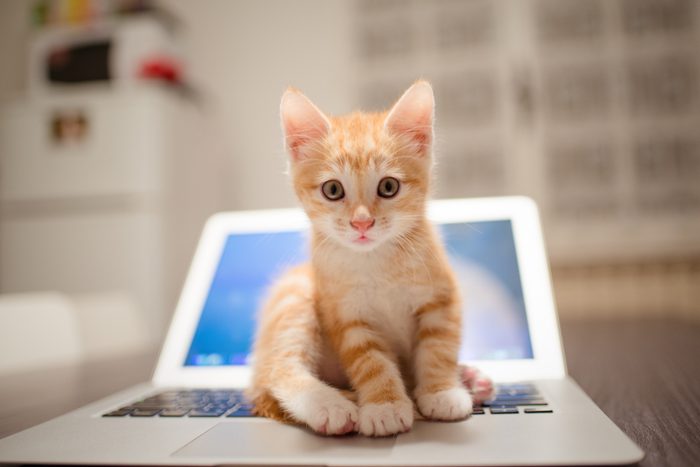Ginger Kitten Sits On Laptop