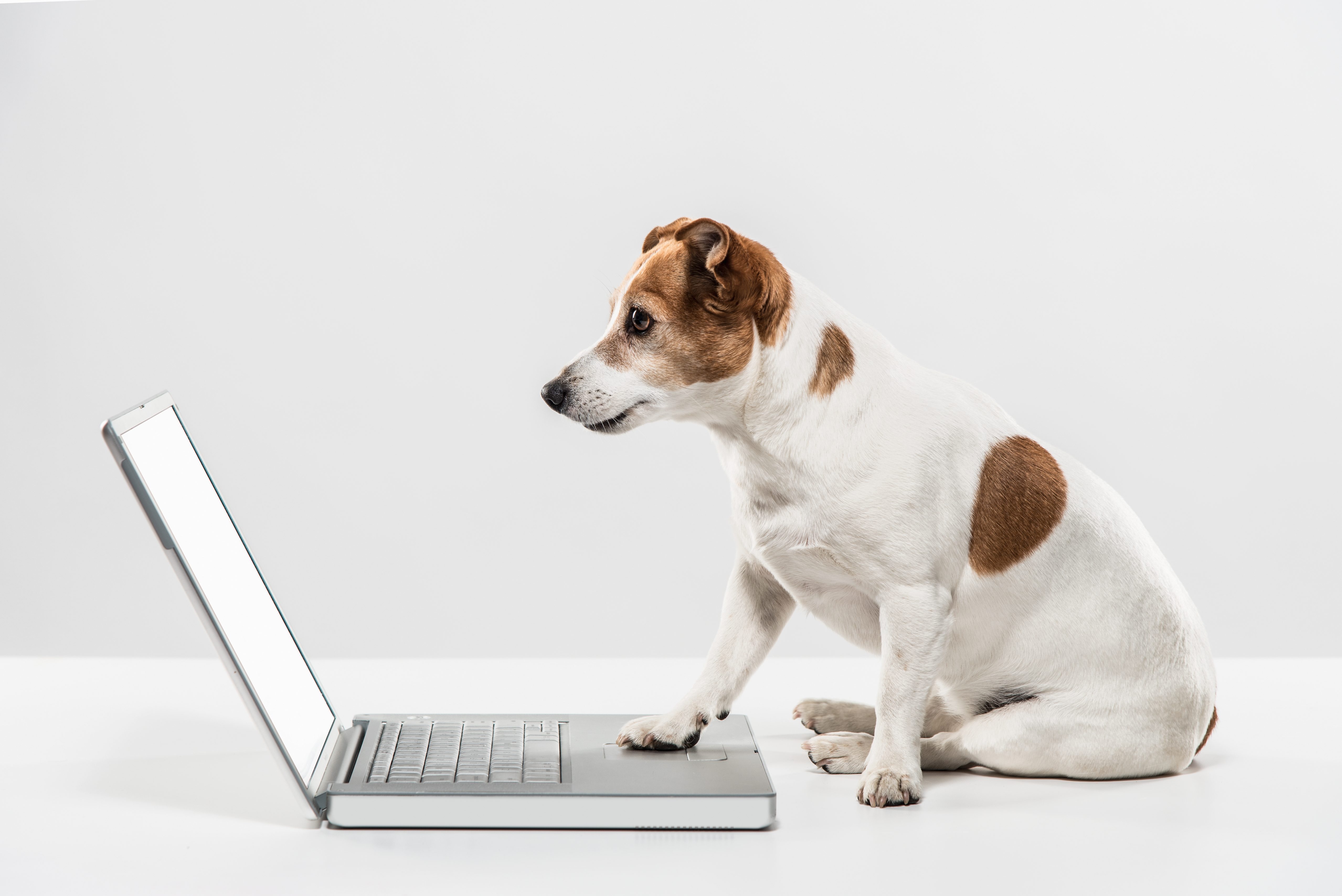 개와 노트북