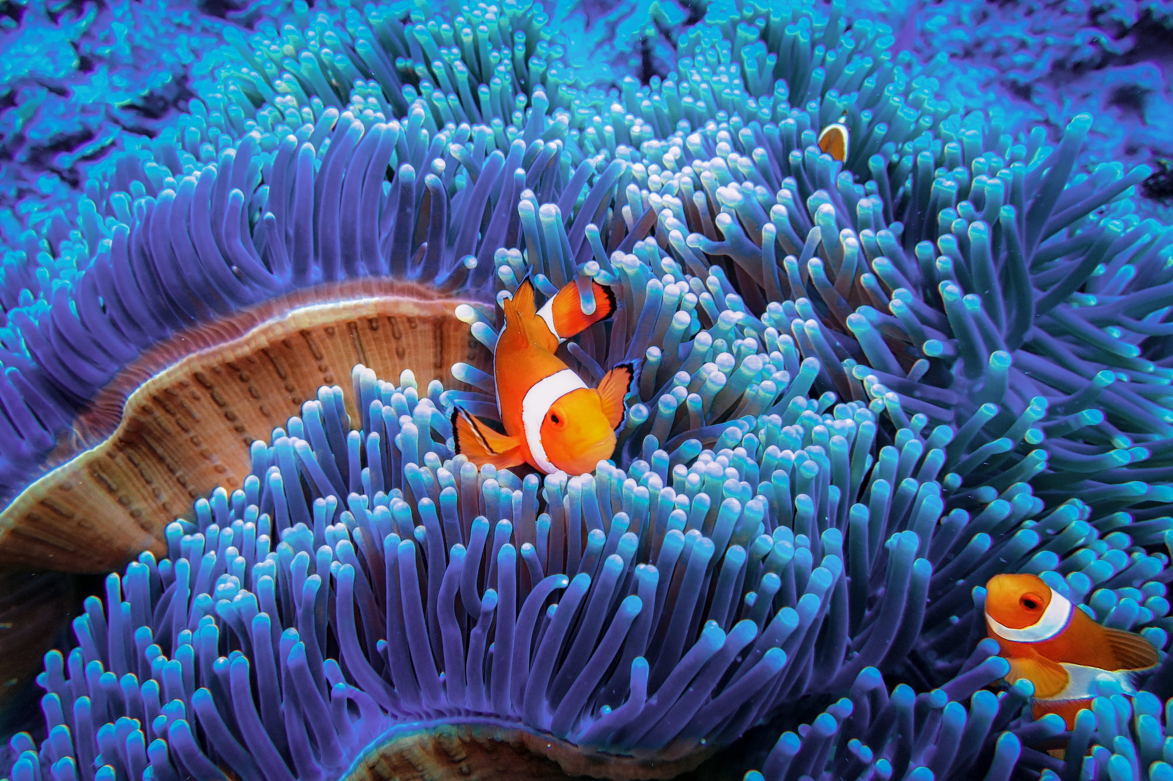 The Most Incredible Underwater  Photos  Ever Taken Reader 