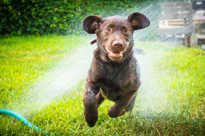 labrador retriever puppy dog running through water sprinkler
