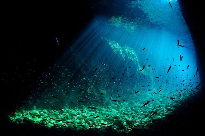 Fish underwater illuminated by sunlight, Costa Brava, Spain