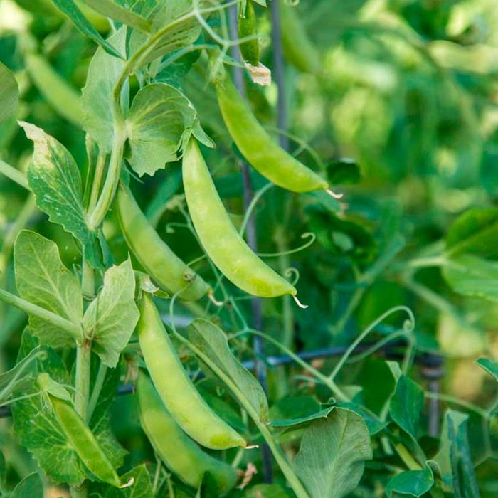 grow peas at home