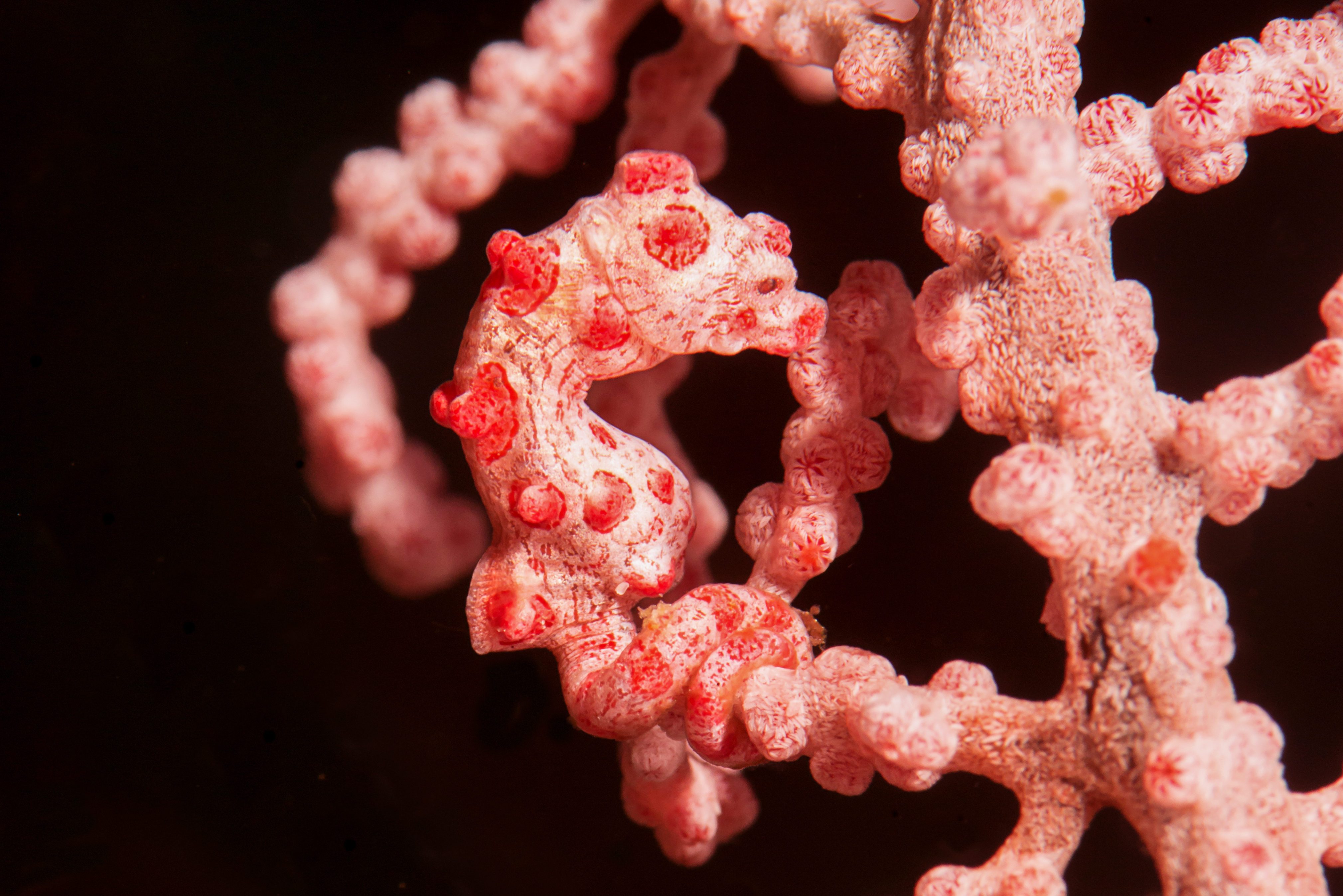 Hippocampus bargibanti, also known as Bargibant's seahorse or the pygmy seahorse, is well camouflaged on corals of Bali