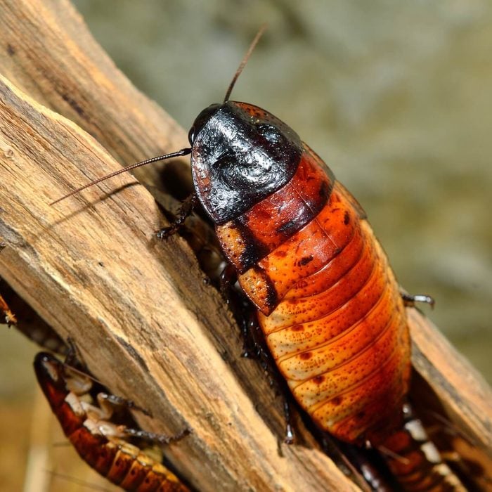 madagascar hissing cockroach
