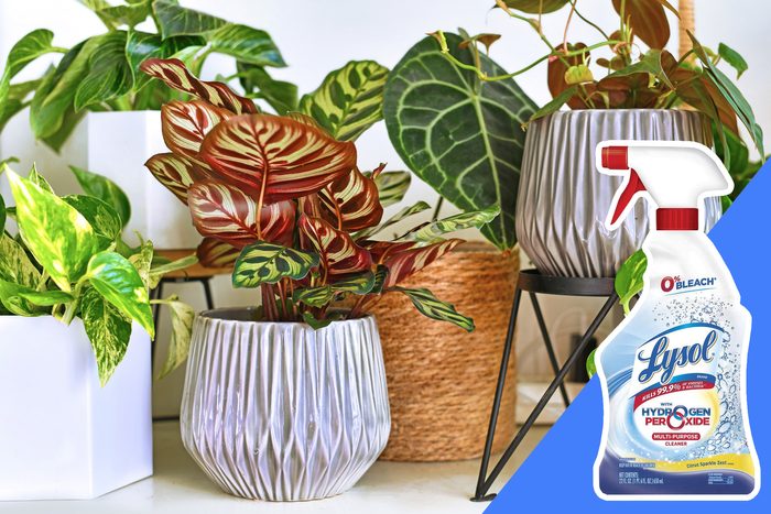 don't clean anything near your plants with bleach