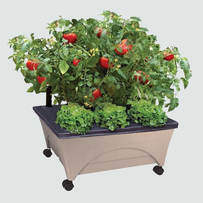 tomatoes plant at home quarantine