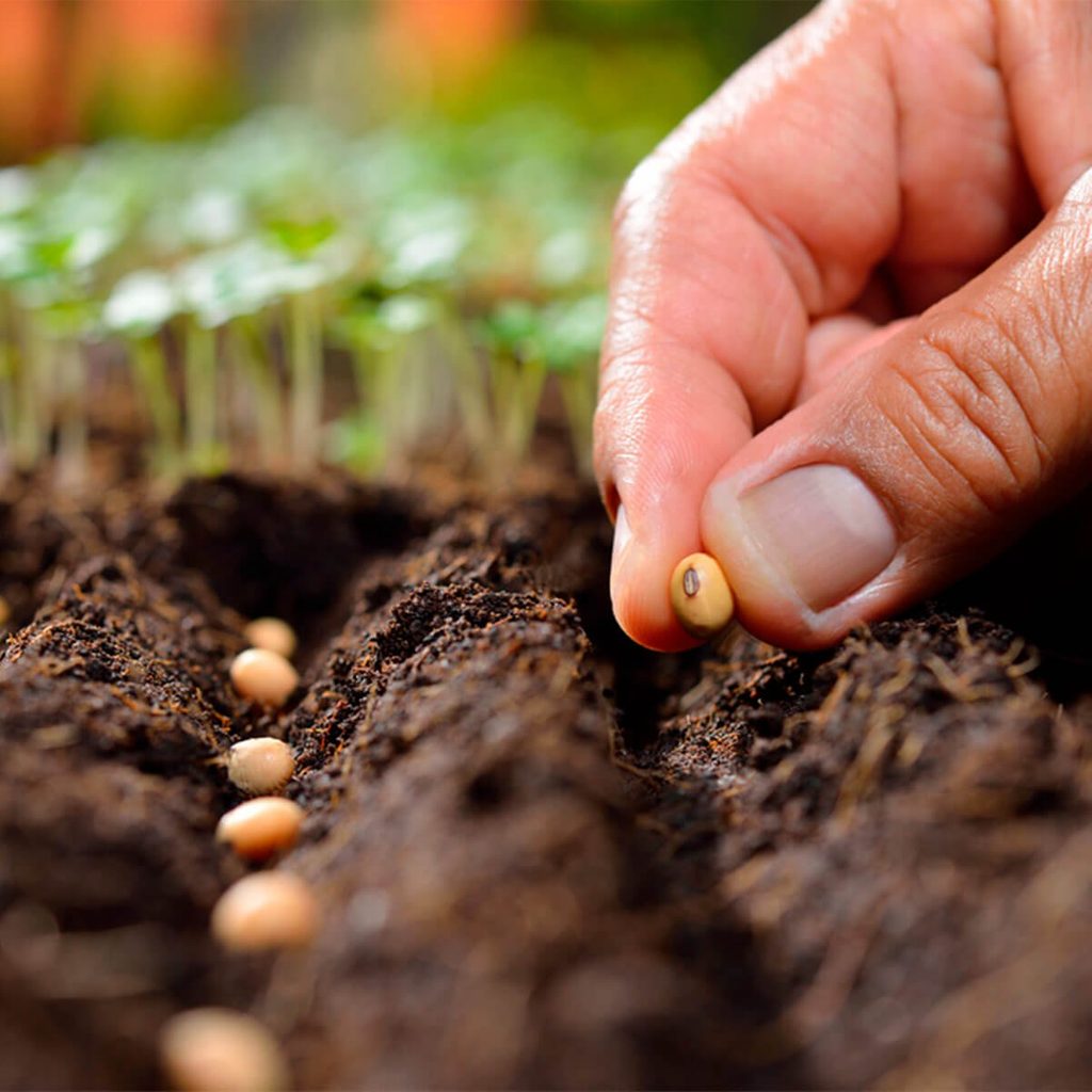 planting vegetable seeds