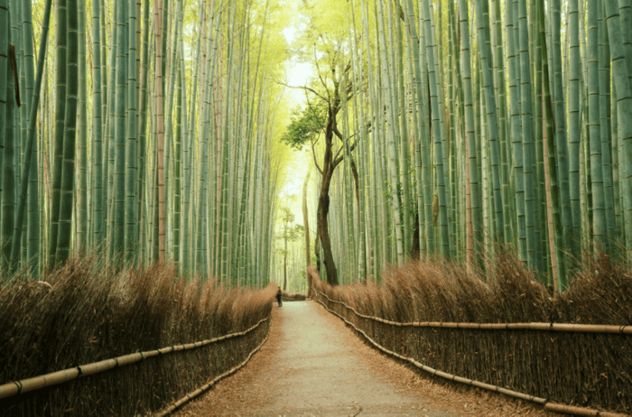 arashiyama bamboo grove