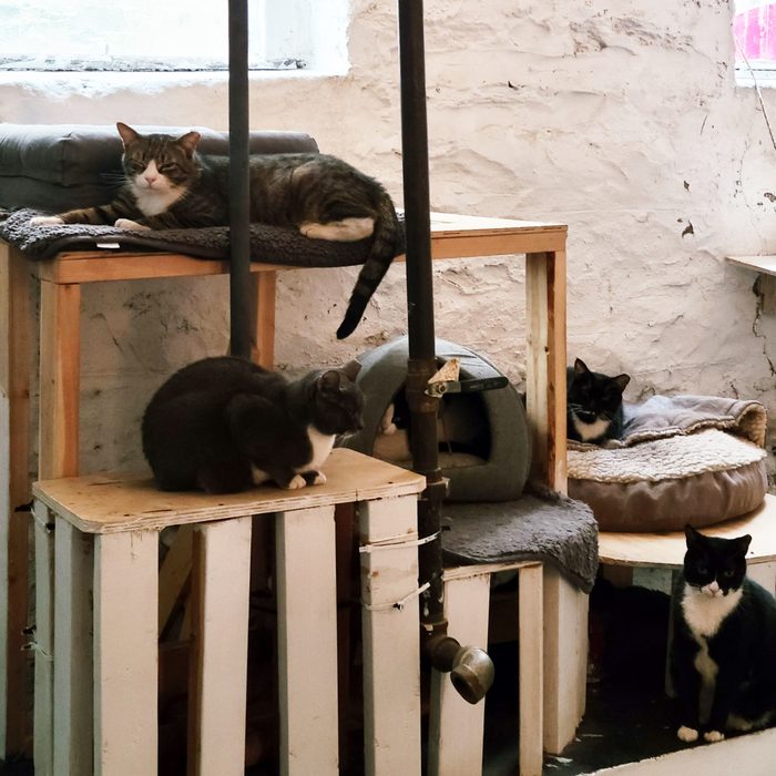 cat sanctuary in Denise Lauffer's basement