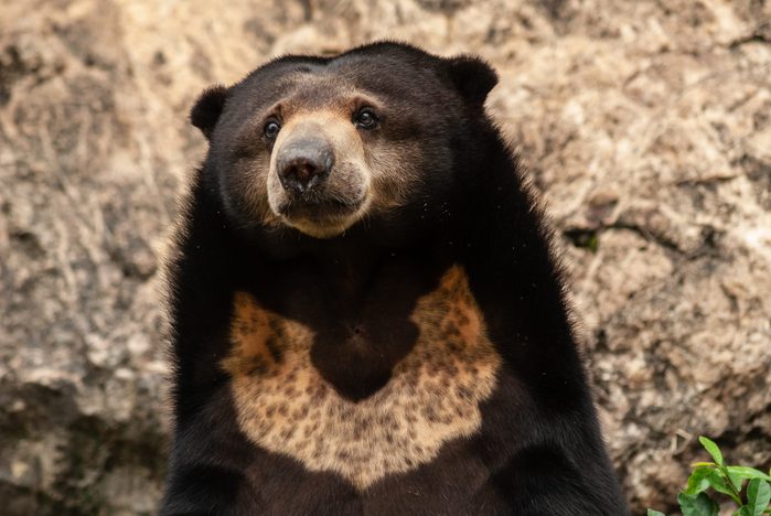 Portrait of Helarctos malayanus (Malayan Sun Bear, Sun Bear)