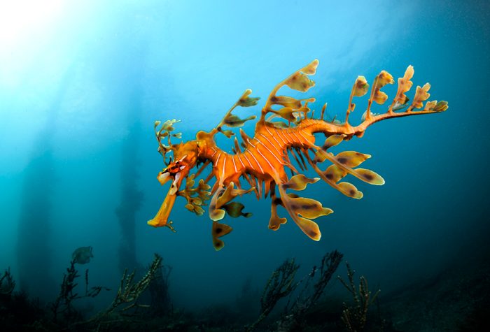 Leafy sea dragon in South Australia 2