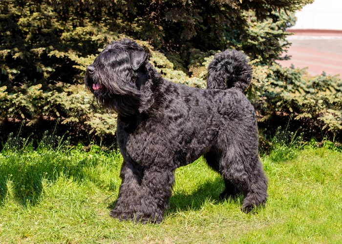 Bouvier des Flandres looks ahead while running outside