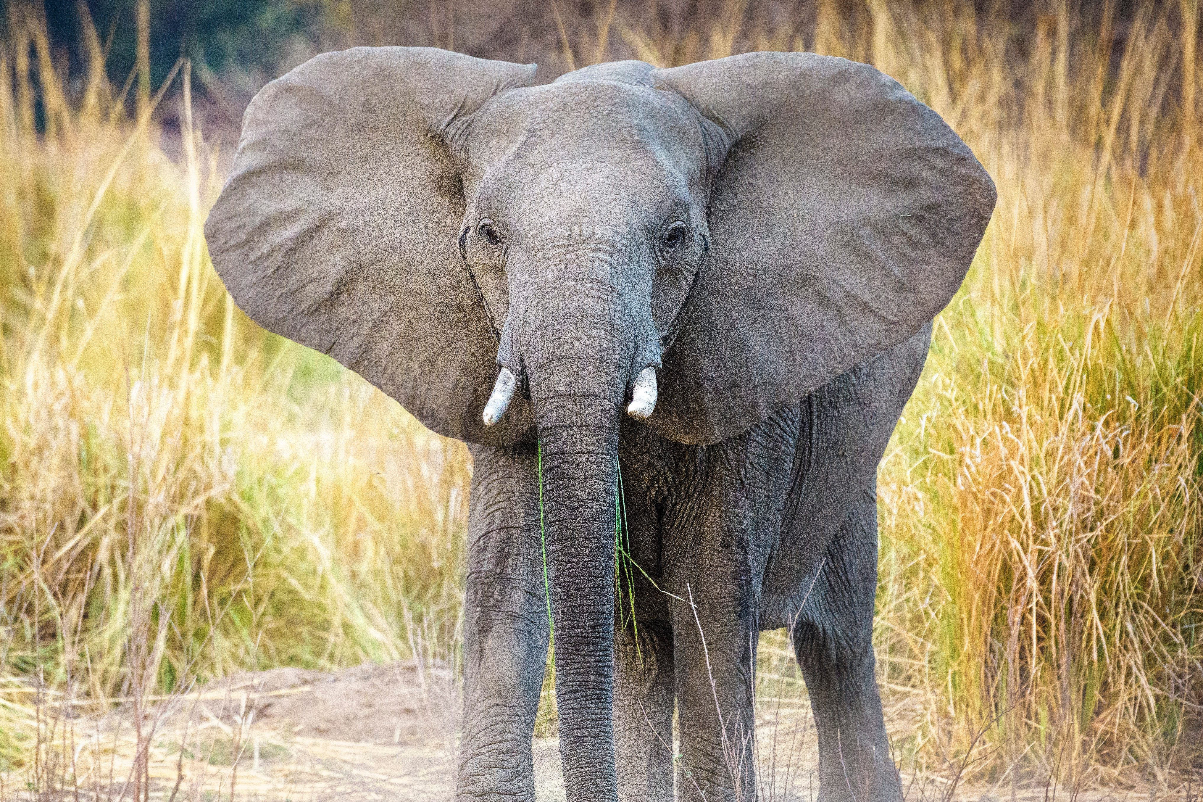 Elephant Walking with Dust at Mana Pools National Park, Zimbabwe