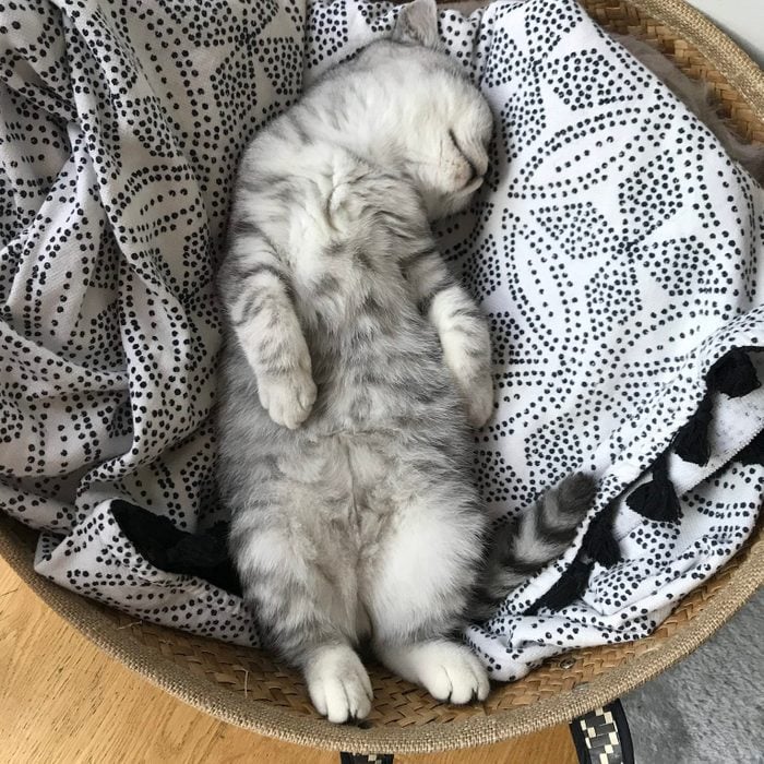 Overhead view of a Scottish shorthair kitten sleeping in a basket