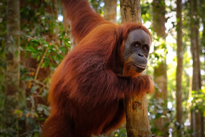 Orangutan posing