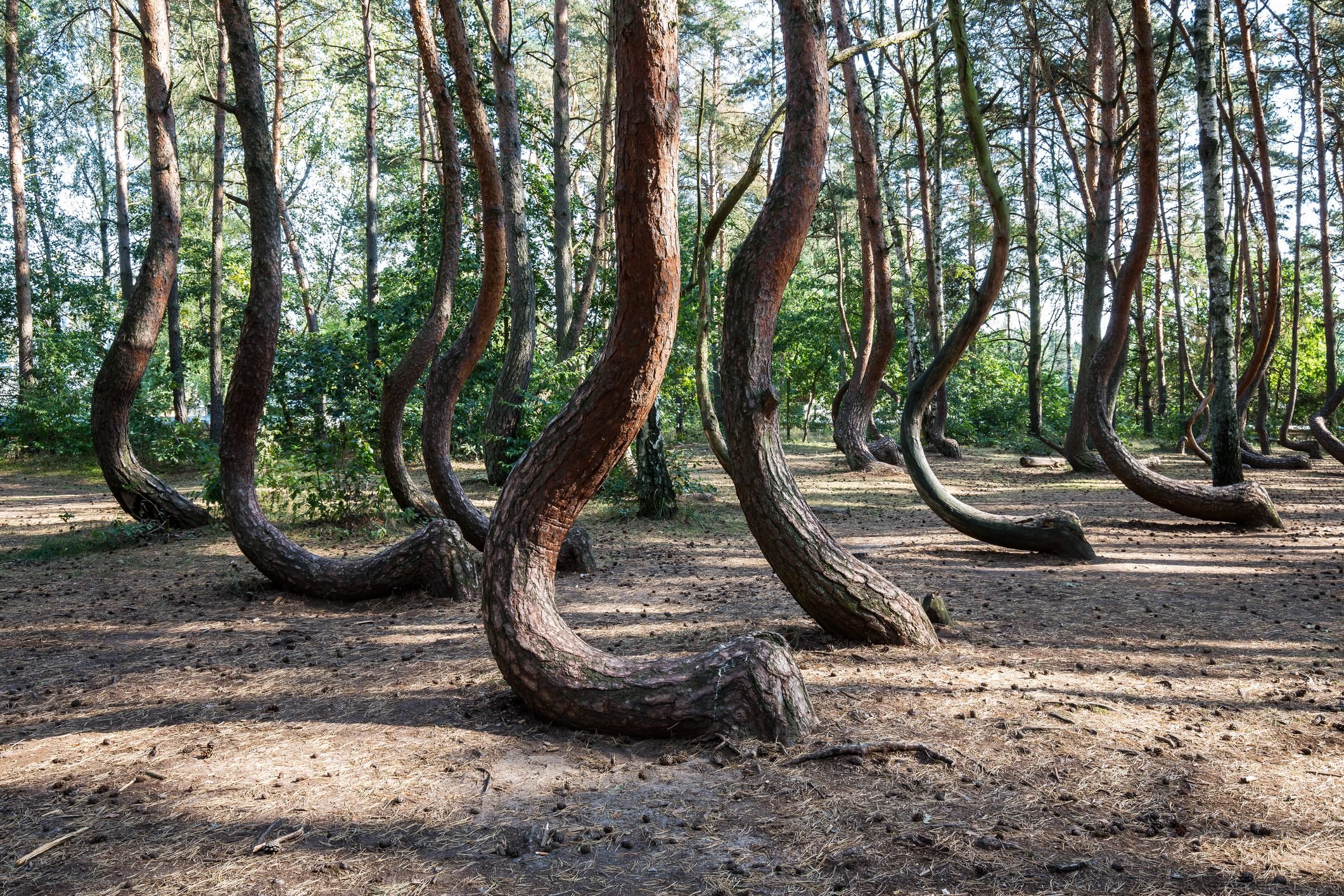 The Crooked Forest (Polish: Krzywy Las) with oddly-shaped pine trees (Poland/ West Pommerania)