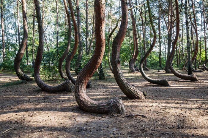 The Crooked Forest (Polish: Krzywy Las) with oddly-shaped pine trees (Poland/ West Pommerania)