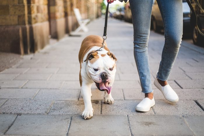 Low section of woman walking with English bulldog on sidewalk